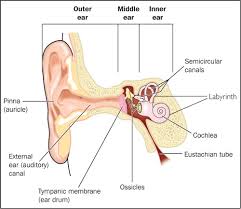 Labyrinthitis is not contagious, however, viral infections labyrinthitis may also lead to ménière disease (also called idiopathic endolymphatic hydrops) to develop years after the initial infection. The Nurse S Role In Ear Care Undertaking Hearing Assessment And Ear Cleaning British Journal Of Nursing