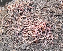 Image result for Red Wigglers