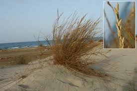 Image result for Halopyrum mucronatum