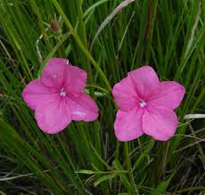 Image result for Rhodopentas