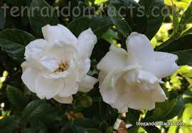 Gardenia Ten Random Facts