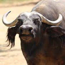 Water buffalo live in herds, sometimes up to 30 animals or more. Cape Buffalo Denver Zoo