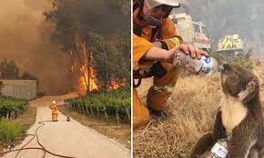 Maybe you would like to learn more about one of these? Heartbreaking Image Shows A Firefighter And A Koala Helplessly Watching A Raging Bushfire Daily Mail Online