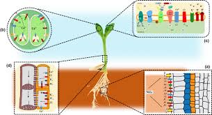 Plants, animals, fungi, protozoa, etc. Plant Electrome The Electrical Dimension Of Plant Life Springerlink