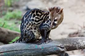 Image result for Julbernardia seretii