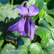 Violet Flower Essence For Sensitive Highly Perceptive People Flower Essence Services