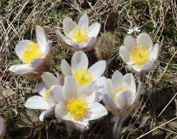 Check spelling or type a new query. Flora Wild Flowers In France