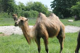 The place for puzzles of all kinds including puzzle games. German Zookeeper Seriously Injured By Camel Bite The Independent