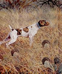 Find german shorthaired pointer puppies for sale with pictures from reputable german shorthaired pointer breeders. Hall Of Fame National German Shorthaired Pointer Association