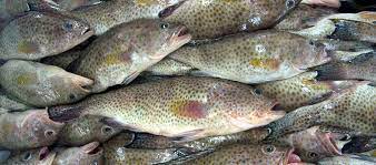 Maybe you would like to learn more about one of these? Prahara Ikan Kerapu Radar Ntt