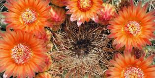 Find bougainvillea care & growing tips plus how to get the most flowering. Elgin Nursery Tree Farm Phoenix Az