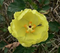 Image result for Cienfuegosia gerrardii