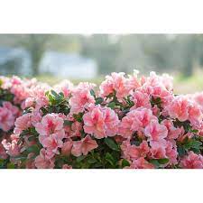 Maybe you would like to learn more about one of these? Encore Azalea 1 Gallon 2 Pack Multicolor Autumn Sunburst Azalea Flowering Shrub In Pot In The Shrubs Department At Lowes Com