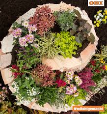 Es Ist Zeit Herbstfarben Zu Pflanzen Obi Pflanzen Herbstfarben Garten Ideen