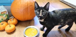 Try our easy pumpkin purée recipe, then turn this sensational seasonal ingredient into cakes, pancakes and glorious pies. Hairballs 101 What You Should Know About Cats And Hairballs Cole Marmalade