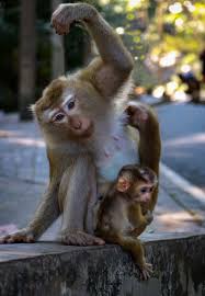 Maybe you would like to learn more about one of these? Baby Monkey Photography