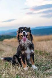 They love to be with their family and get along great with children, other animals and even strangers. Bernese Mountain Dog Australian Shepherd Mix Gorgeous And Intelligent 10 Photos Bernese Love