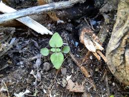 Image result for Parietaria debilis