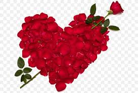 Check spelling or type a new query. Desktop Wallpaper Valentine S Day Image High Definition Video Rose Png 670x553px Highdefinition Video Cut Flowers Feeling