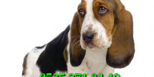 nbsp basset hound basset kelimesi cuce anlamina gelen yabanci kokenli bir kelimede hush puppies kopek roman karakterleri