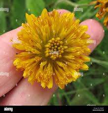 Image result for Berkheya setifera