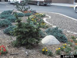 Image result for Pearsonia aristata