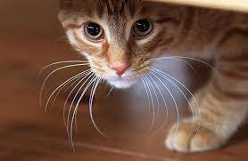 Signs Your Cat Needs Medical Attention Zoetis Petcare