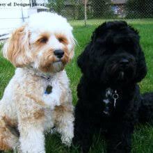 This does not affect the price. Puppyfind Cavapoo Puppies For Sale