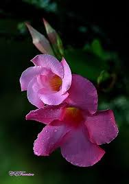 9211 Beautiful Flowers Flower Pictures Beautiful Roses