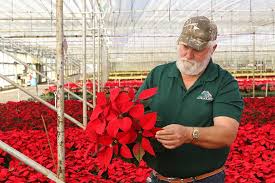 St francis kindergarten & nursery in waco, texas (tx). Cherokee County Nursery Grows Poinsettias Texas Farm Bureau