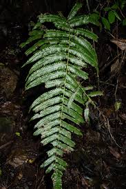 Image result for Pneumatopteris unita