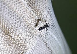 Spesies nyamuk yang sama dengan spesies nyamuk yang menularkan demam berdarah dan chikungunya. Pandemi Belum Usai Virus Zika Serang India Republika Online