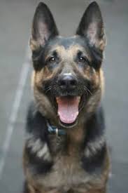 Maybe you would like to learn more about one of these? Project Rescue Chicago Pinning To The Board With The Most Followers I Know Of I Like Dogs Best Dogs Mans Best Friend