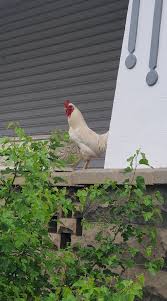 Basically picture them saying i'm the boss and another rooster saying back my roosters start crowing if i pull into the driveway at night. Stray Rooster Keeping Things Stirred Up In Newcomerstown