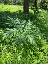 Image result for Amorphophallus abyssinicus