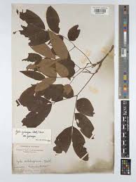 Image result for Xylia torreana