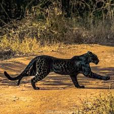 Chippa united and black leopards played to a goalless draw in a relegation battle in the dstv premiership on wednesday afternoon. Beautiful Black Leopard In The Wild Big Cats Art Big Cats Big Cat Species