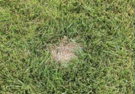 Your lawn needs the most water during the first 14 weeks after being newly installed. Go Spot Go 5 Myths About Dog Urine Spots On Lawns Lawnstarter