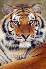 Pin By Kenna Alston On Art Tiger Pictures Tiger Painting Big Cats