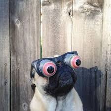 Pin By Skm Nerveza On That S Funny Funny Animals Funny Animal Pictures Pugs
