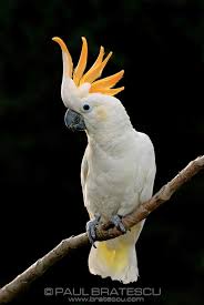 Pin By Premium Bead On Birds Pet Birds Australian Parrots Cockatoo