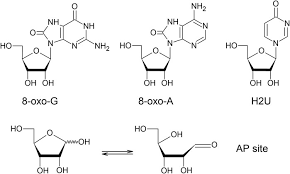 Enlarge and enhance pictures automatically using we don't use your pictures for machine learning or anything like that, and we don't share or showcase them either. Frontiers Oxidative Modifications Of Rna And Its Potential Roles In Biosystem Molecular Biosciences