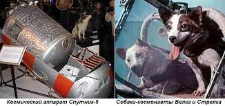 Maybe you would like to learn more about one of these? Etot Den V Istorii 1960 God Polet V Kosmos Sobak Belki I Strelki Eadaily 19 Avgusta 2017 Istoriya
