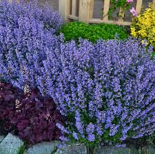 If you're looking for the most fragrant roses, many english roses make the list, including heritage and gertrude jekyll. Photo Essay Nosing Around The Garden For Fragrant Perennials Perennial Resource