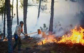 Visión forestal y centinelas del tiempo 2020. Reportan 55 Incendios Forestales Activos En Mexico El Informador
