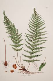 Image result for Trichomanes