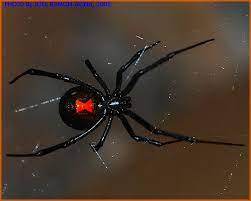 Well, black widows kill more people than rattle snakes. Pin By Lisa House On Once Upon A Time Black Widow Spider Spider Spider Bites