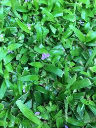 Image result for Murdannia stricta