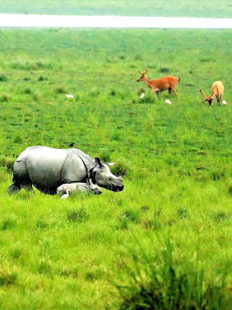 Wildlife and natural landscapes for an Assam holiday