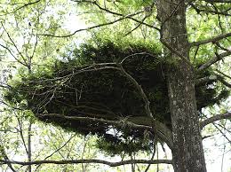 Image result for Sphaeropsis tumefaciens oleander symptoms